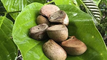 Das wohltuende Andirobaöl und seine umweltfreundliche Ernte