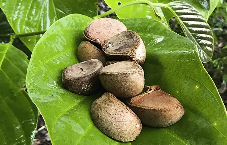 Das wohltuende Andirobaöl und seine umweltfreundliche Ernte
