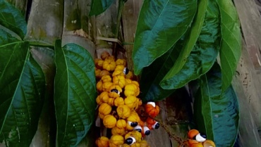 Amazonas-Guarana: Vorteile, traditionelle Ernte und indigene Legende