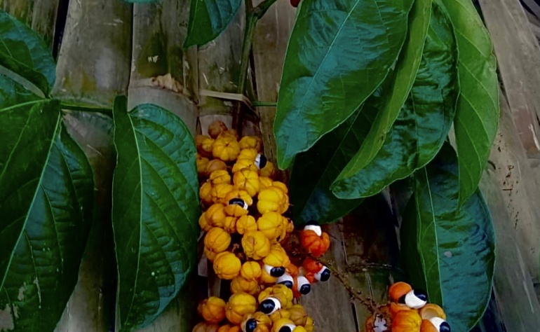 Amazonas-Guarana: Vorteile, traditionelle Ernte und indigene Legende