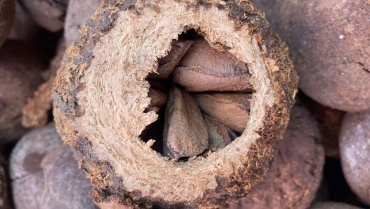 Ernte der Amazonasnuss: Ein Schatz im Herzen des Dschungels