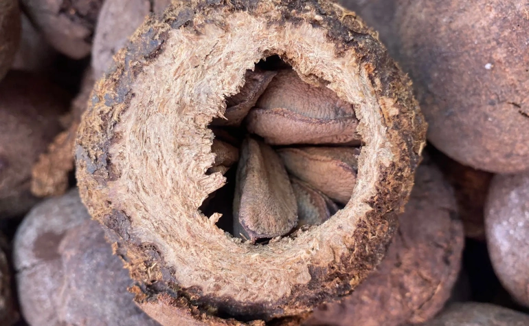 Ernte der Amazonasnuss: Ein Schatz im Herzen des Dschungels