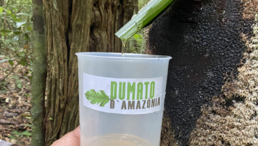 Copaiba, das Öl, das vom Baum fließt