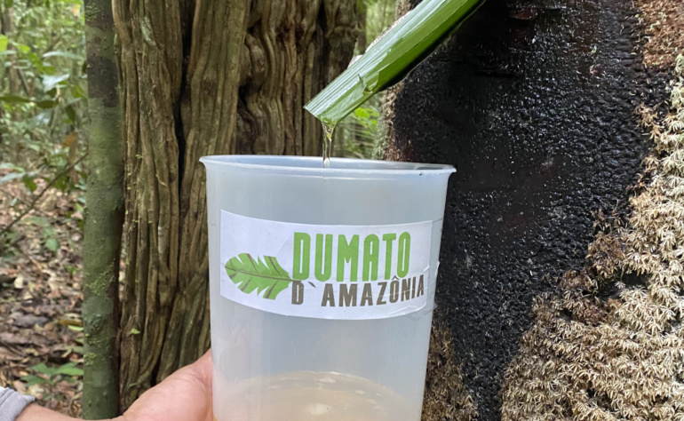 Copaiba, das Öl, das vom Baum fließt